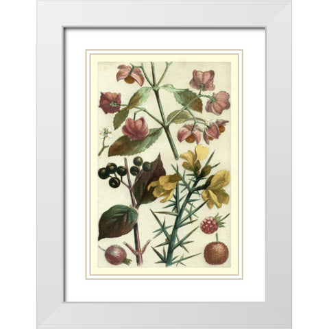 Fruits and Foliage I White Modern Wood Framed Art Print with Double Matting by Vision Studio
