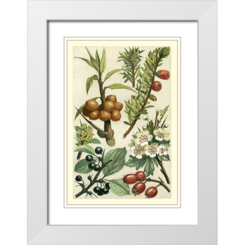 Fruits and Foliage III White Modern Wood Framed Art Print with Double Matting by Vision Studio