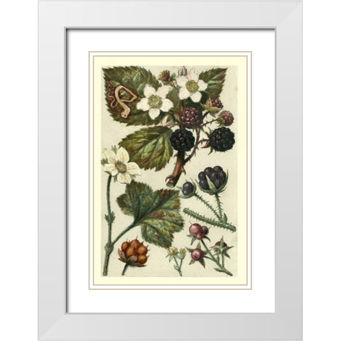 Fruits and Foliage VI White Modern Wood Framed Art Print with Double Matting by Vision Studio