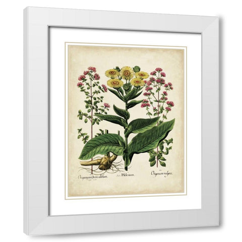 Besler Florilegium I White Modern Wood Framed Art Print with Double Matting by Besler, Basilius