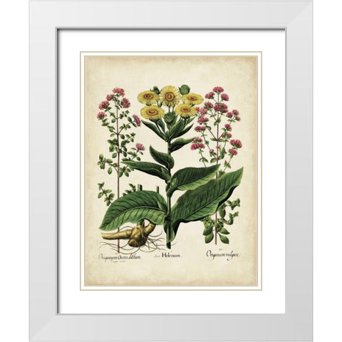 Besler Florilegium I White Modern Wood Framed Art Print with Double Matting by Besler, Basilius