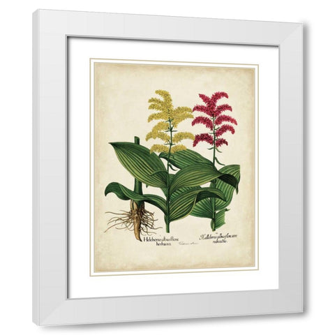 Besler Florilegium II White Modern Wood Framed Art Print with Double Matting by Besler, Basilius
