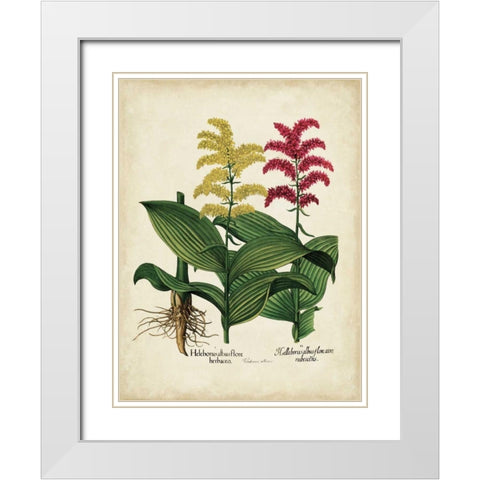 Besler Florilegium II White Modern Wood Framed Art Print with Double Matting by Besler, Basilius