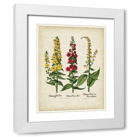 Besler Florilegium III White Modern Wood Framed Art Print with Double Matting by Besler, Basilius