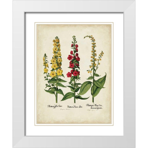 Besler Florilegium III White Modern Wood Framed Art Print with Double Matting by Besler, Basilius