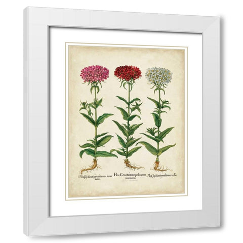 Besler Florilegium IV White Modern Wood Framed Art Print with Double Matting by Besler, Basilius