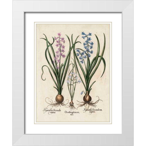 Besler Hyacinth I White Modern Wood Framed Art Print with Double Matting by Besler, Basilius