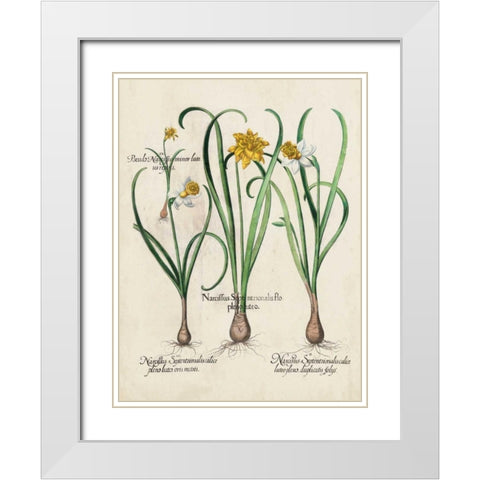 Besler Narcissus I White Modern Wood Framed Art Print with Double Matting by Besler, Basilius