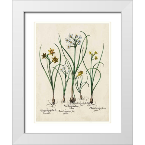 Besler Narcissus II White Modern Wood Framed Art Print with Double Matting by Besler, Basilius