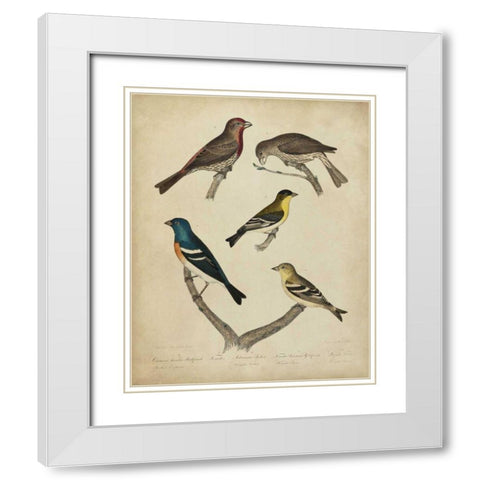Bonapart Birds I White Modern Wood Framed Art Print with Double Matting by Charles L. Bonapart
