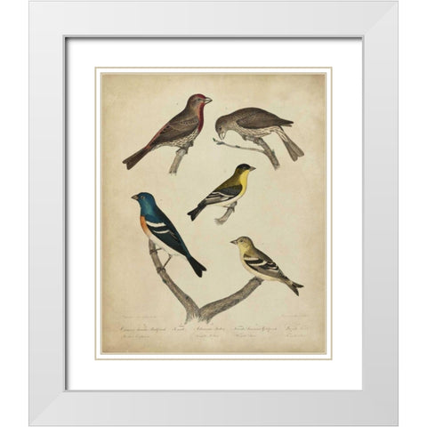 Bonapart Birds I White Modern Wood Framed Art Print with Double Matting by Charles L. Bonapart