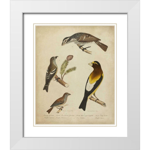 Bonapart Birds IV White Modern Wood Framed Art Print with Double Matting by Charles L. Bonapart