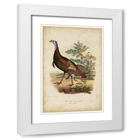 Wild Turkey White Modern Wood Framed Art Print with Double Matting by Bonapart, Charles L.