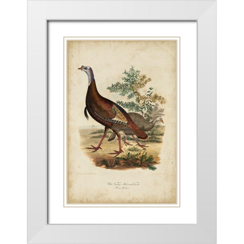 Wild Turkey White Modern Wood Framed Art Print with Double Matting by Bonapart, Charles L.