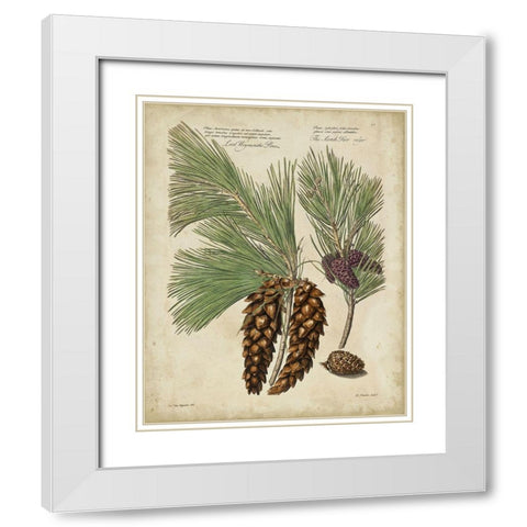 Antique Conifers II White Modern Wood Framed Art Print with Double Matting by Fletcher, Henry