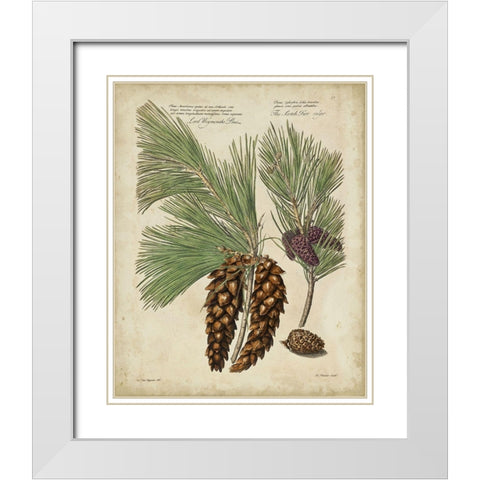 Antique Conifers II White Modern Wood Framed Art Print with Double Matting by Fletcher, Henry
