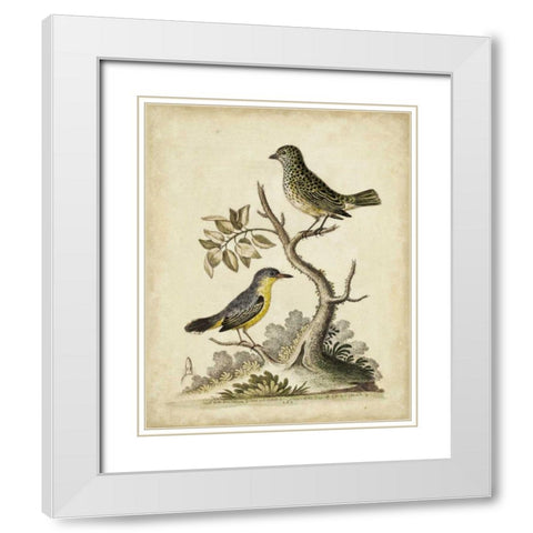 Edwards Bird Pairs VII White Modern Wood Framed Art Print with Double Matting by Edwards, George