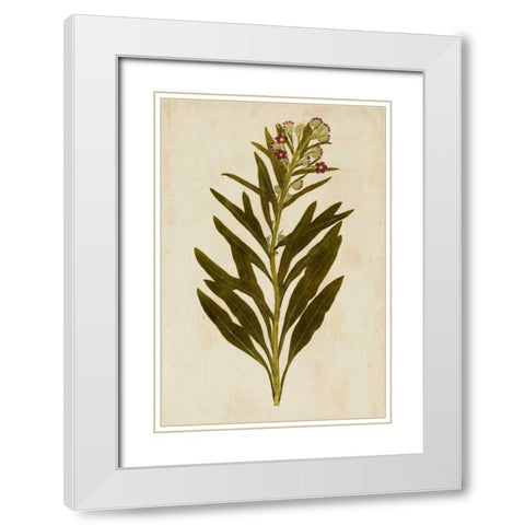 Botanical Impression I White Modern Wood Framed Art Print with Double Matting by Unkown