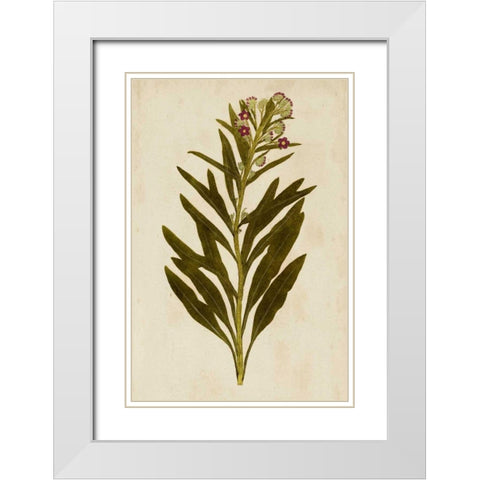 Botanical Impression I White Modern Wood Framed Art Print with Double Matting by Unkown
