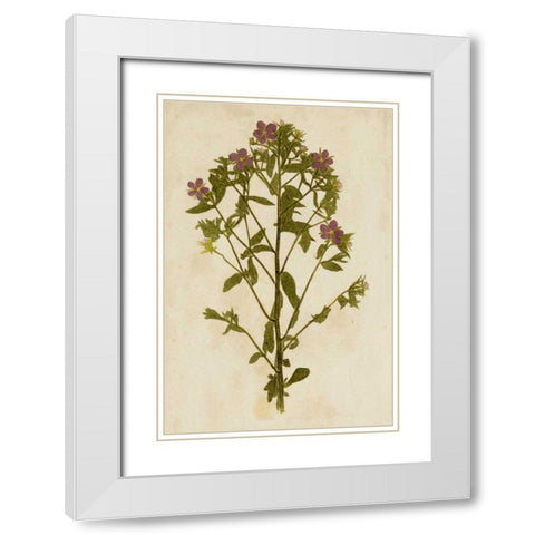 Botanical Impression II White Modern Wood Framed Art Print with Double Matting by Unkown