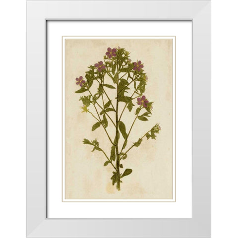 Botanical Impression II White Modern Wood Framed Art Print with Double Matting by Unkown