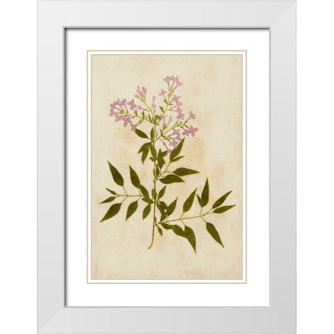 Botanical Impression III White Modern Wood Framed Art Print with Double Matting by Unkown