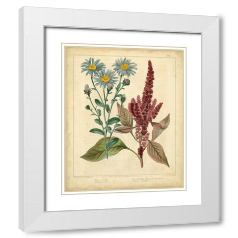 Garden Flora I White Modern Wood Framed Art Print with Double Matting by Edwards, Sydenham