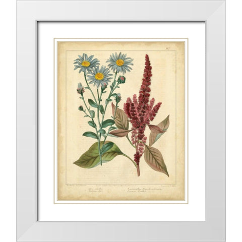 Garden Flora I White Modern Wood Framed Art Print with Double Matting by Edwards, Sydenham