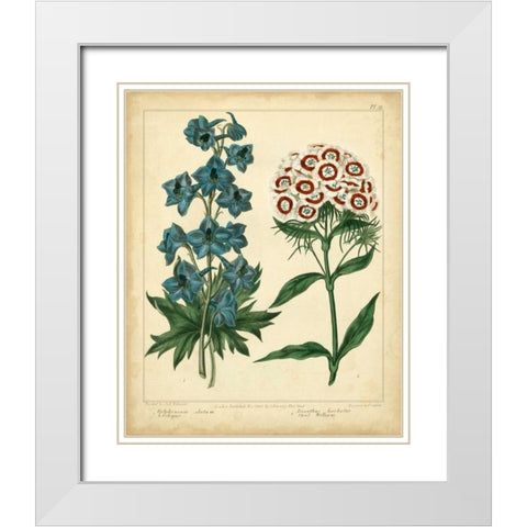 Garden Flora II White Modern Wood Framed Art Print with Double Matting by Edwards, Sydenham