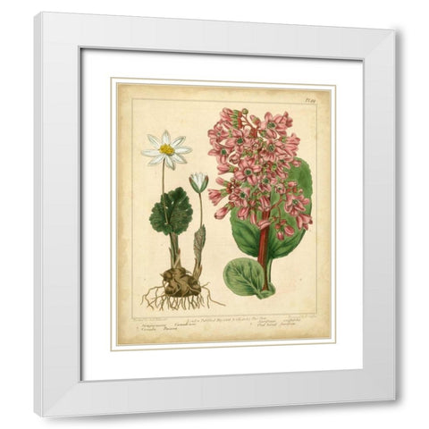 Garden Flora III White Modern Wood Framed Art Print with Double Matting by Edwards, Sydenham