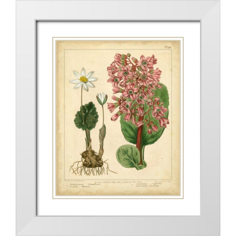 Garden Flora III White Modern Wood Framed Art Print with Double Matting by Edwards, Sydenham
