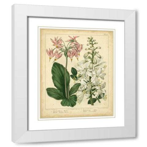 Garden Flora IV White Modern Wood Framed Art Print with Double Matting by Edwards, Sydenham