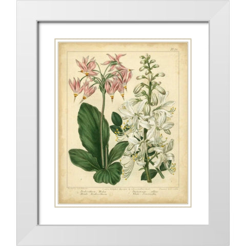 Garden Flora IV White Modern Wood Framed Art Print with Double Matting by Edwards, Sydenham