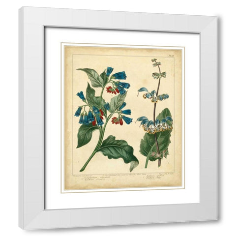 Garden Flora V White Modern Wood Framed Art Print with Double Matting by Edwards, Sydenham