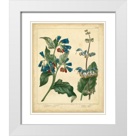 Garden Flora V White Modern Wood Framed Art Print with Double Matting by Edwards, Sydenham