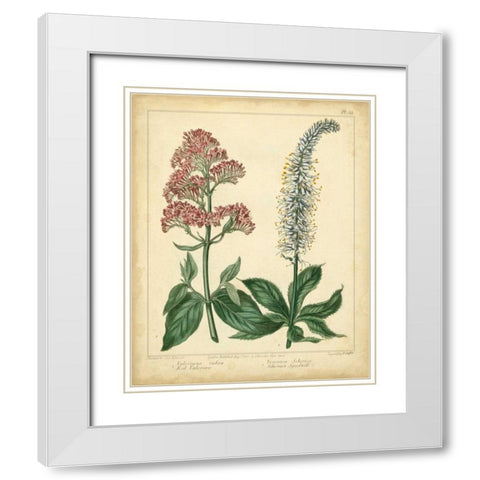Garden Flora VI White Modern Wood Framed Art Print with Double Matting by Edwards, Sydenham