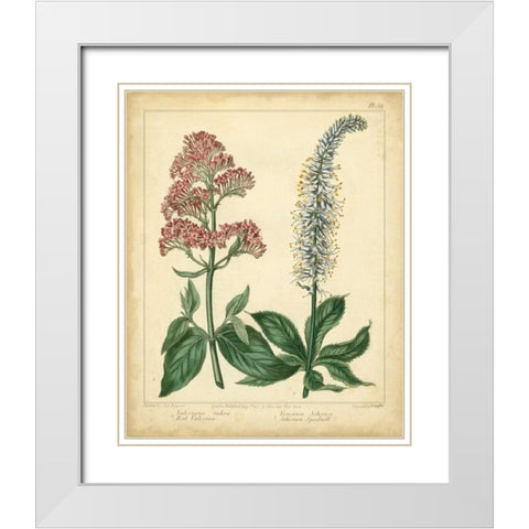 Garden Flora VI White Modern Wood Framed Art Print with Double Matting by Edwards, Sydenham