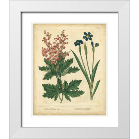 Garden Flora VII White Modern Wood Framed Art Print with Double Matting by Edwards, Sydenham