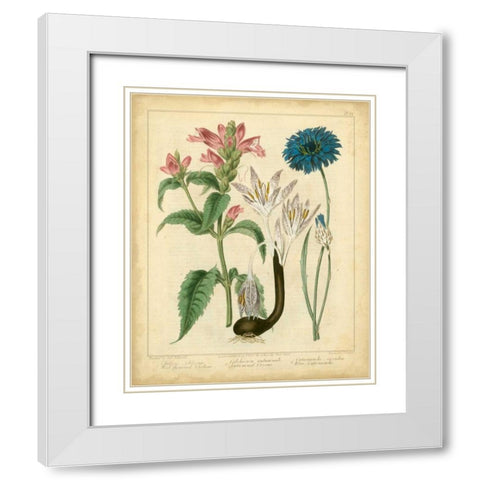 Garden Flora VIII White Modern Wood Framed Art Print with Double Matting by Edwards, Sydenham