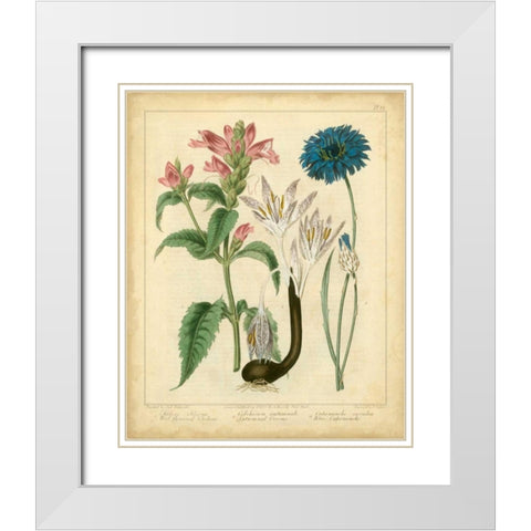 Garden Flora VIII White Modern Wood Framed Art Print with Double Matting by Edwards, Sydenham
