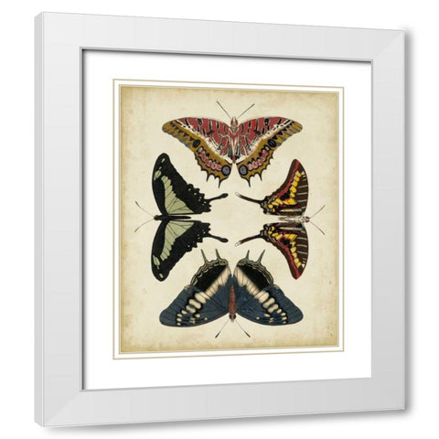 Display of Butterflies II White Modern Wood Framed Art Print with Double Matting by Vision Studio