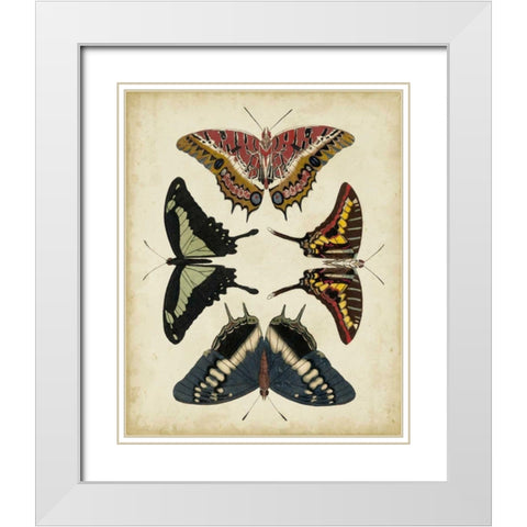 Display of Butterflies II White Modern Wood Framed Art Print with Double Matting by Vision Studio