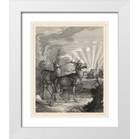 Woodland Deer V White Modern Wood Framed Art Print with Double Matting by Ridinger