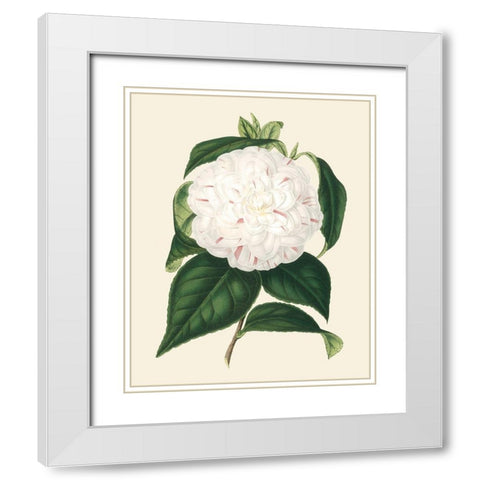 Antique Camellia I White Modern Wood Framed Art Print with Double Matting by Houtte, Van
