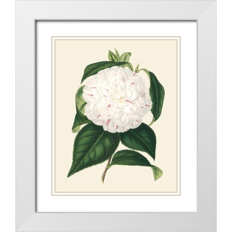 Antique Camellia I White Modern Wood Framed Art Print with Double Matting by Houtte, Van