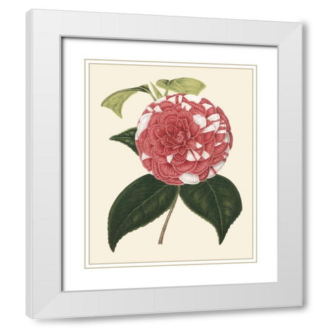 Antique Camellia II White Modern Wood Framed Art Print with Double Matting by Houtte, Van