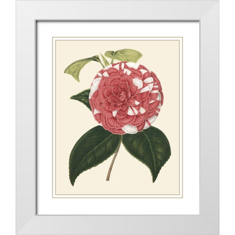 Antique Camellia II White Modern Wood Framed Art Print with Double Matting by Houtte, Van