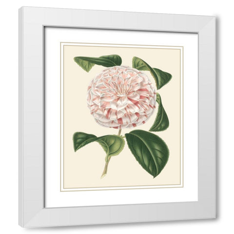 Antique Camellia III White Modern Wood Framed Art Print with Double Matting by Houtte, Van