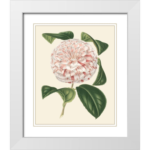 Antique Camellia III White Modern Wood Framed Art Print with Double Matting by Houtte, Van