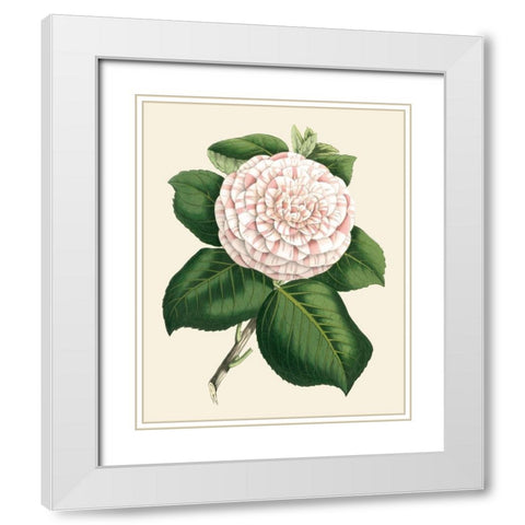 Antique Camellia IV White Modern Wood Framed Art Print with Double Matting by Houtte, Van